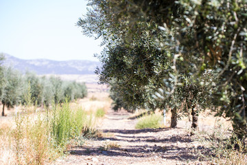 Spanish olives tree and landscape