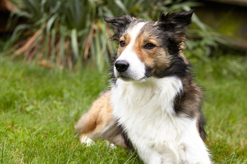 Border Collie