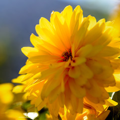 yellow garden flower in close up, lit by the sun, in the natural environment