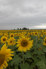 Obraz premium Girasol en medio de una tempestad
