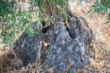 Spanish olives tree and landscape