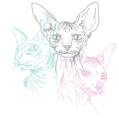 Sphynx cat seamless pattern. Stylish print. Multi-colored drawing.