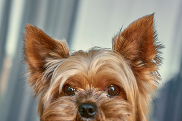 Yorkshire Terrier dog ears