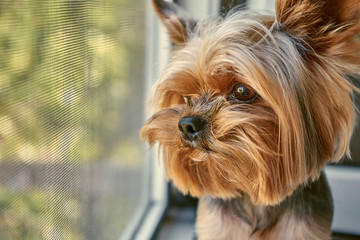 dog yorkshire terrier looks out the window