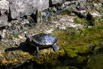 red-eared slider turtle ( Trachemys scripta elegans )