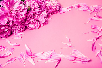Obraz premium pink background with piony and petails copyspace close up