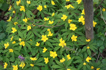 Anemone ranunculoides, the yellow anemone, yellow wood anemone or buttercup anemone, is a species of herbaceous perennial plant