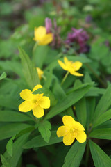 Anemone ranunculoides, the yellow anemone, yellow wood anemone or buttercup anemone, is a species of herbaceous perennial plant