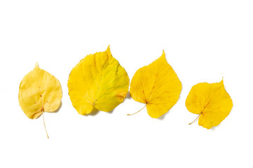 Creative flat out of colorful Autumn leaves isolated on white Background. Autumn minimalism concept. Top view flat lay with yellow, red and green leaf.