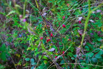 Close-up on a rosehip bush with red berries and green leaves. Natural treatments. Health and medicine.