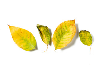 Creative flat out of colorful Autumn leaves isolated on white Background. Autumn minimalism concept. Top view flat lay with yellow, red and green leaf.