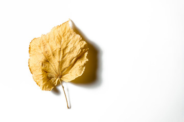 A leaf of linden that has just begun to turn yellow. Autumn leaf on a white background. View from above Autumn texture. Minimalism concept.