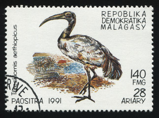 heron