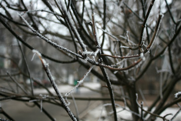The branches of trees covered with snow, drizzle. Winter landscape