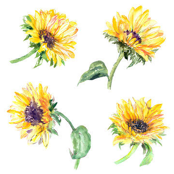 Drawing sunflower. Floral set for decor. Summer yellow flowers.  