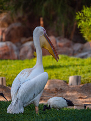 Pelican (Pelecanidae) large water bird