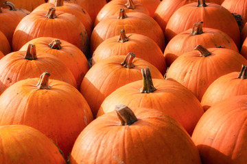 Pile of orange pumpkins at the market. Harvest day