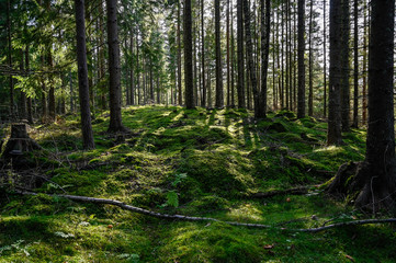 backlight through swedish forest in Varmland Sweden