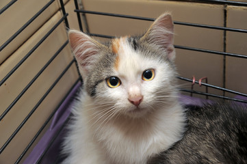 little sad kitten in a cage in a shelter