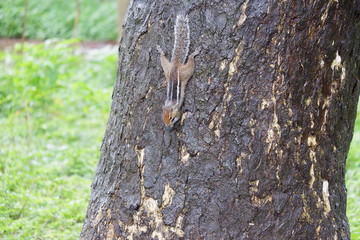 squirrel on tree