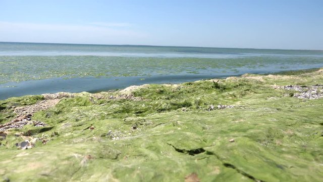 Contaminated Black Sea coast with green algae