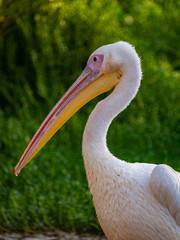 Pelican (Pelecanidae) large water bird