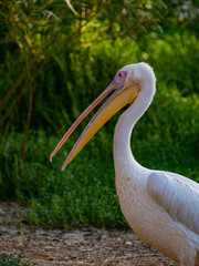 Pelican (Pelecanidae) large water bird