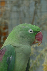 nice green parrot