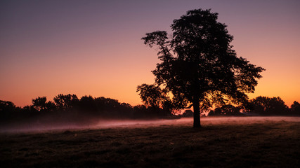 Golden sunrise with fog in the country