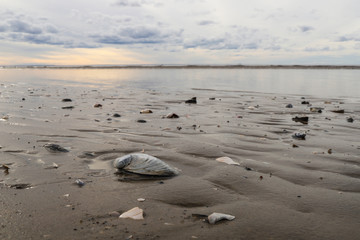 White sea. Severodvinsk. The Island Of Yagry. Autumn day by the sea