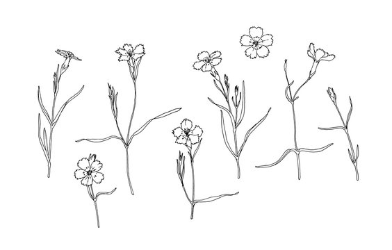 Wild carnation flowers contour vector isolated set © Olga F