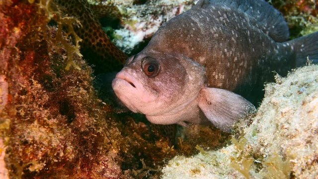 Close up of Greater Soapfish in coral reef of the Caribbean Sea around Curacao