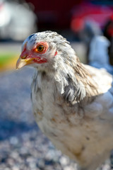 young hen looking in to the lens