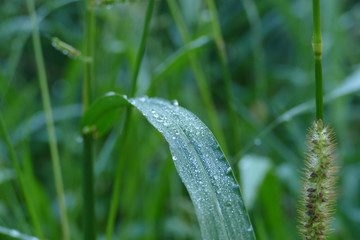 nice romantic dew in garden