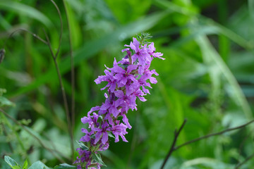 wild grass flower Dactylorhiza