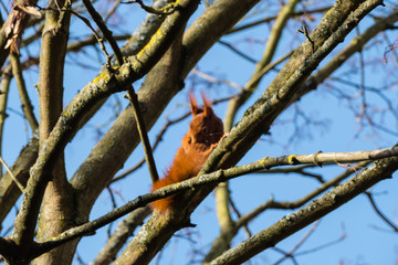 Putzendes Eichhörnchen auf Baum