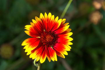 Flower gaillardia aristata in garden