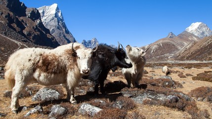 yak, group of three yaks on the way to Everest base camp