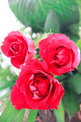 decorative bouquet of red natural roses with green a leaves