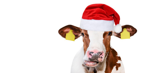Funny cow isolated in Christmas hat.