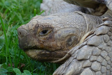 nice giant turtle detail