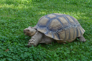 nice giant turtle detail