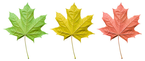 Maple leaves isolated on white