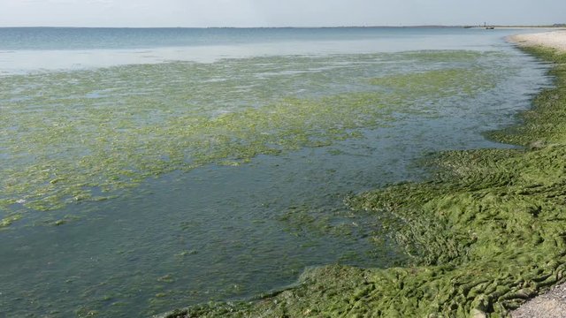 Contaminated Black Sea coast with green algae
