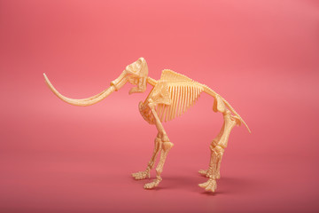 Mammoth skeleton with long fangs