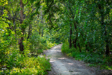 Forest path, wood road
