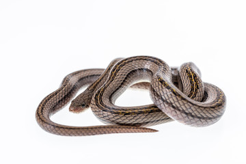 Striped kukri Snake on white background, Scientific name:Oligodon taeniatus, snake of Thailand