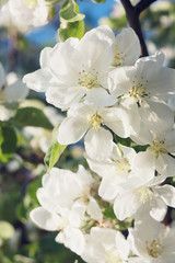 Flowers on the branches of an apple tree
