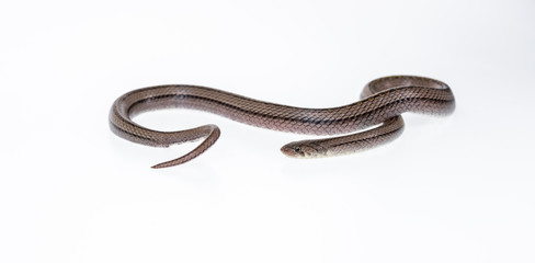 Striped kukri Snake on white background, Scientific name:Oligodon taeniatus, snake of Thailand