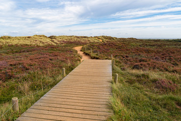 Heather at Morsum-Cliff Natural reserve
